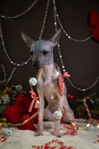 цуценята дівчата АНТ