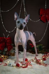 цуценята дівчата АНТ