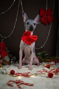 цуценята дівчата АНТ