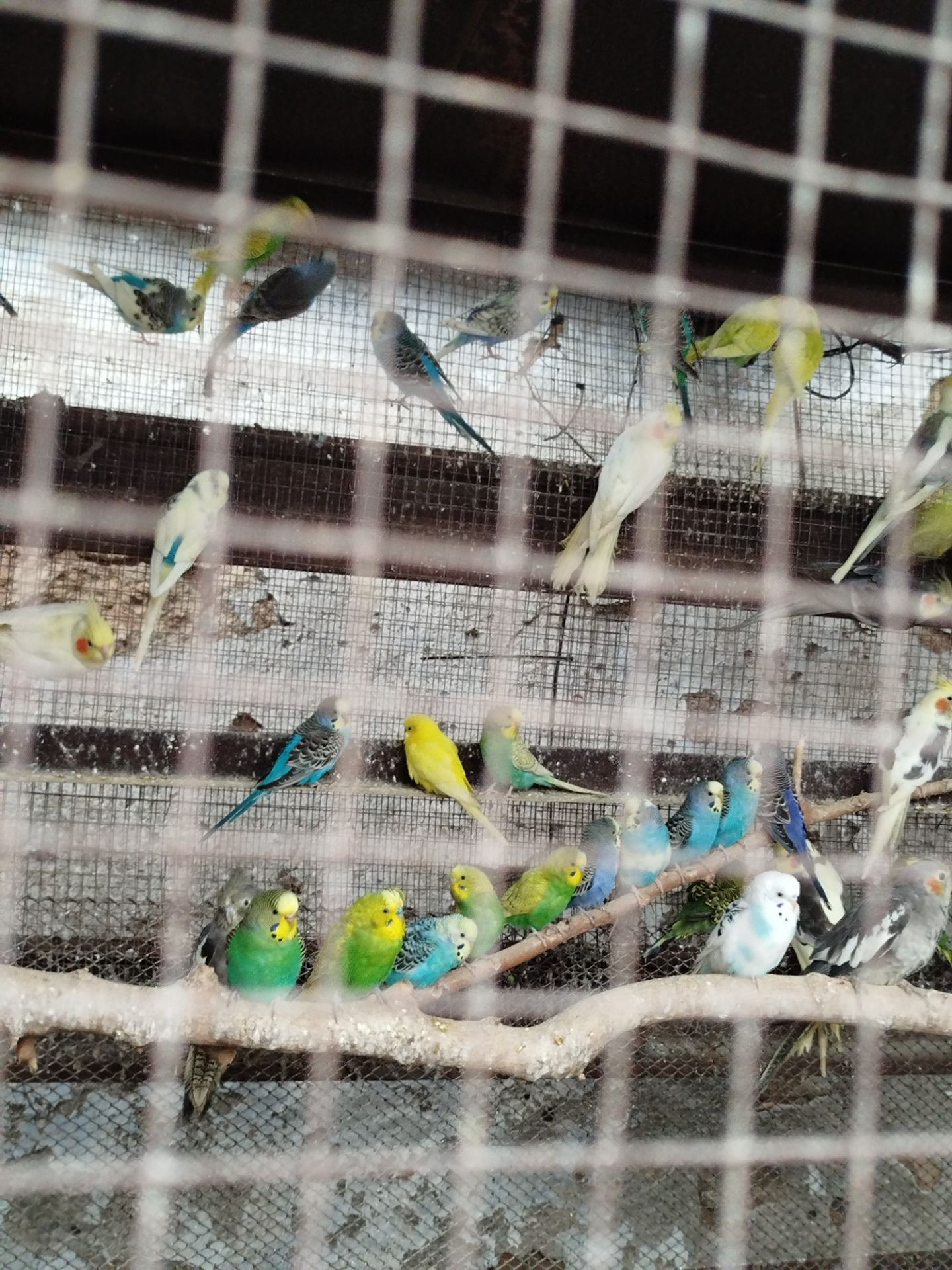 Волнистые попугаи