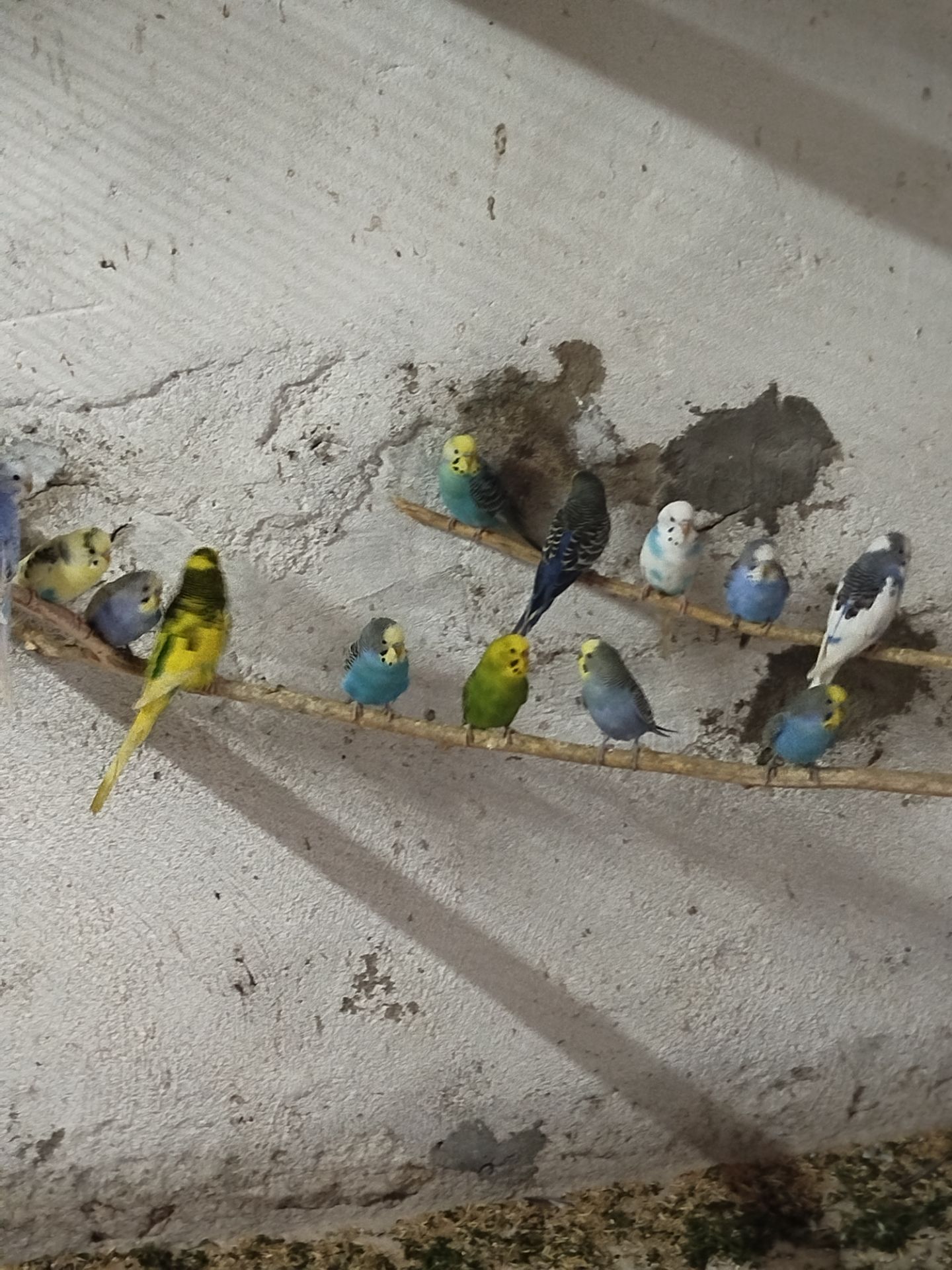 Волнистые попугаи