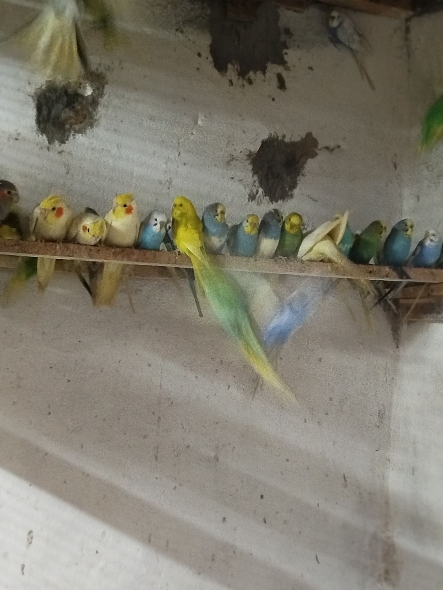 Волнистые попугаи