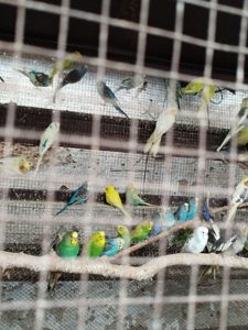 Волнистые попугаи