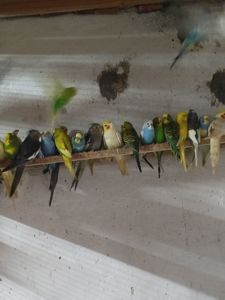 Волнистые попугаи