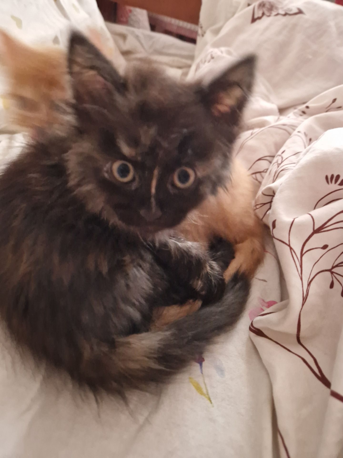 Пухнаста Шоколадно-руда кото-дівчинка півтора місяці