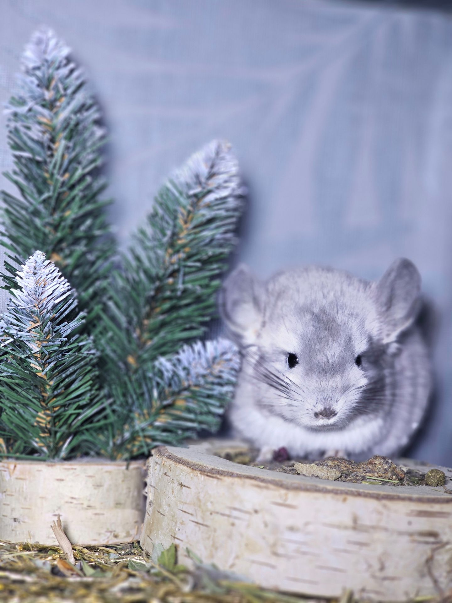 Хлопчик Фіолетовий Носій Ангори