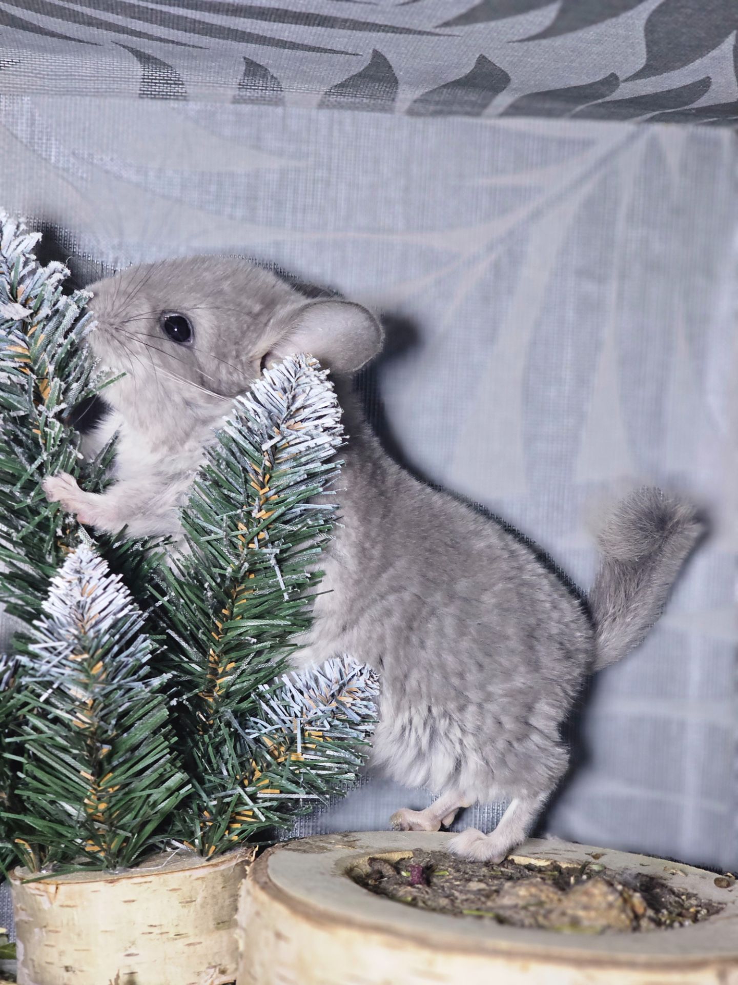 Хлопчик Фіолетовий Носій Ангори