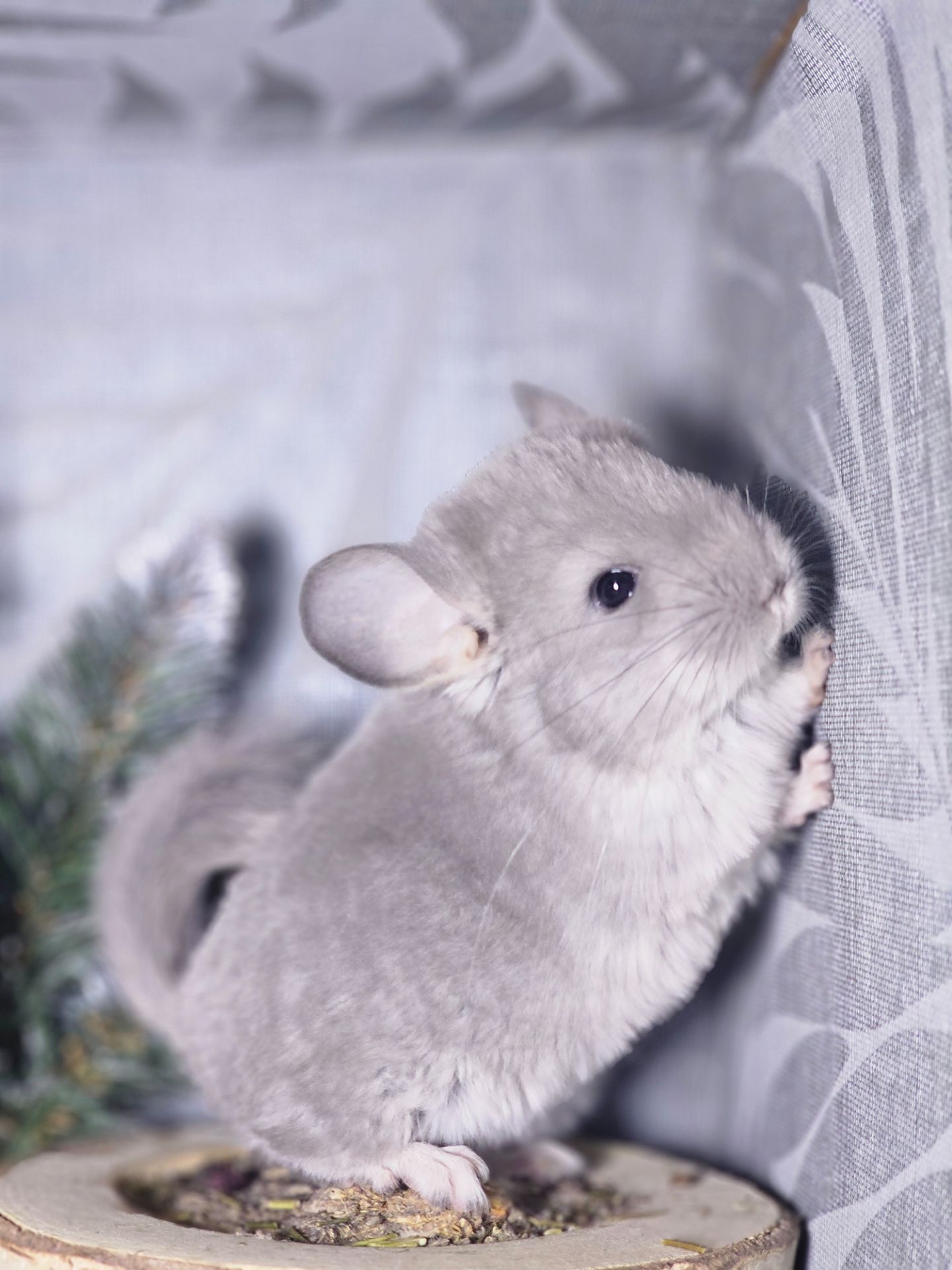 Хлопчик Фіолетовий Носій Ангори