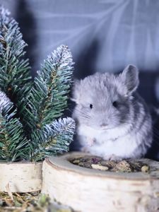 Хлопчик Фіолетовий Носій Ангори