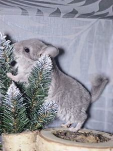 Хлопчик Фіолетовий Носій Ангори