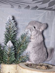 Хлопчик Фіолетовий Носій Ангори