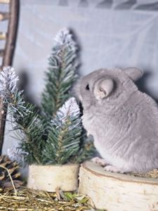 Хлопчик Фіолетовий Носій Ангори