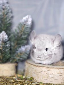 Хлопчик Фіолетовий Носій Ангори