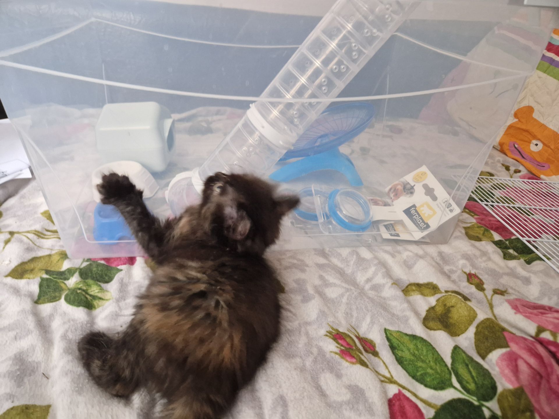 The house spirit cat