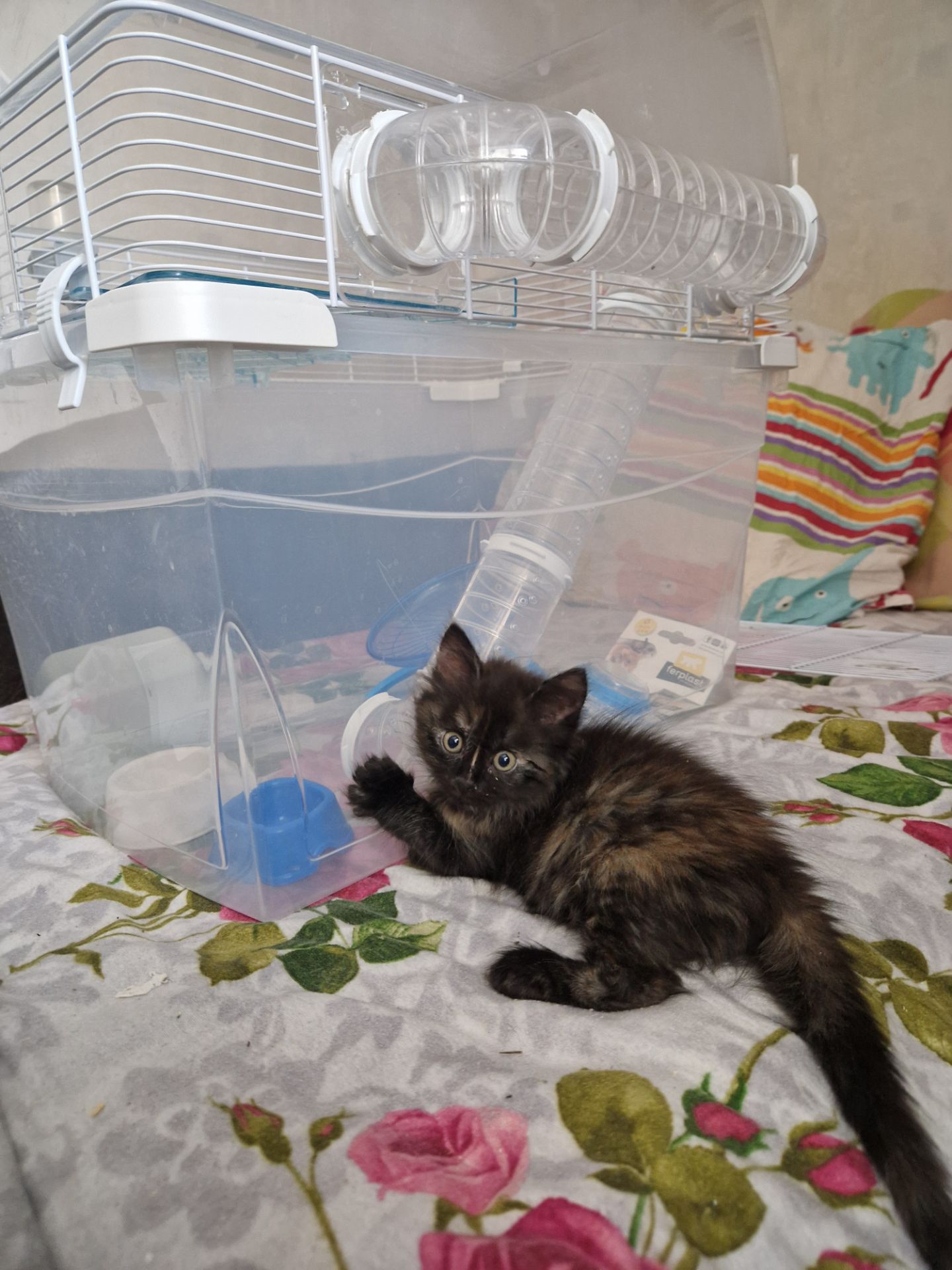 The house spirit cat