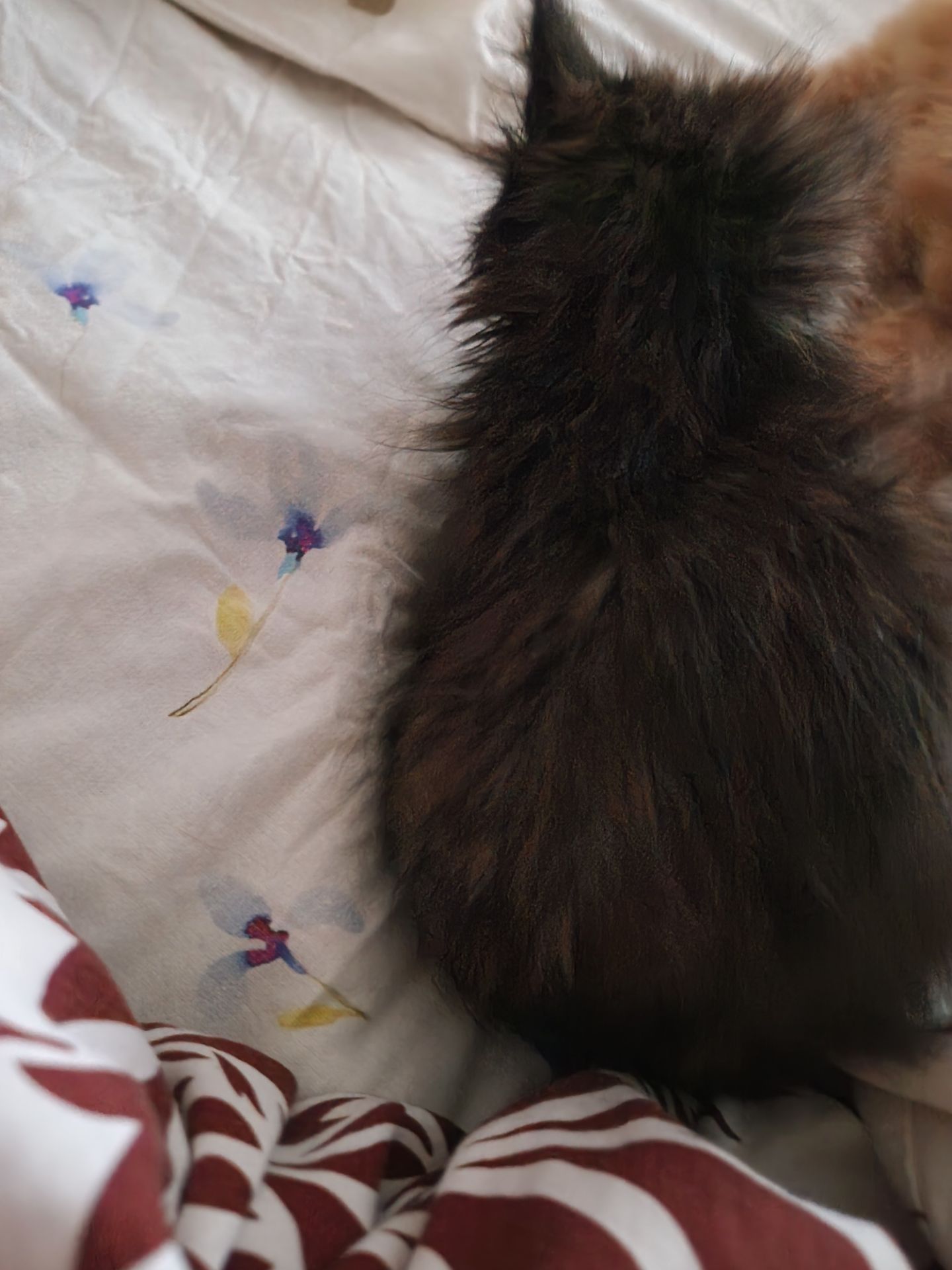 The house spirit cat