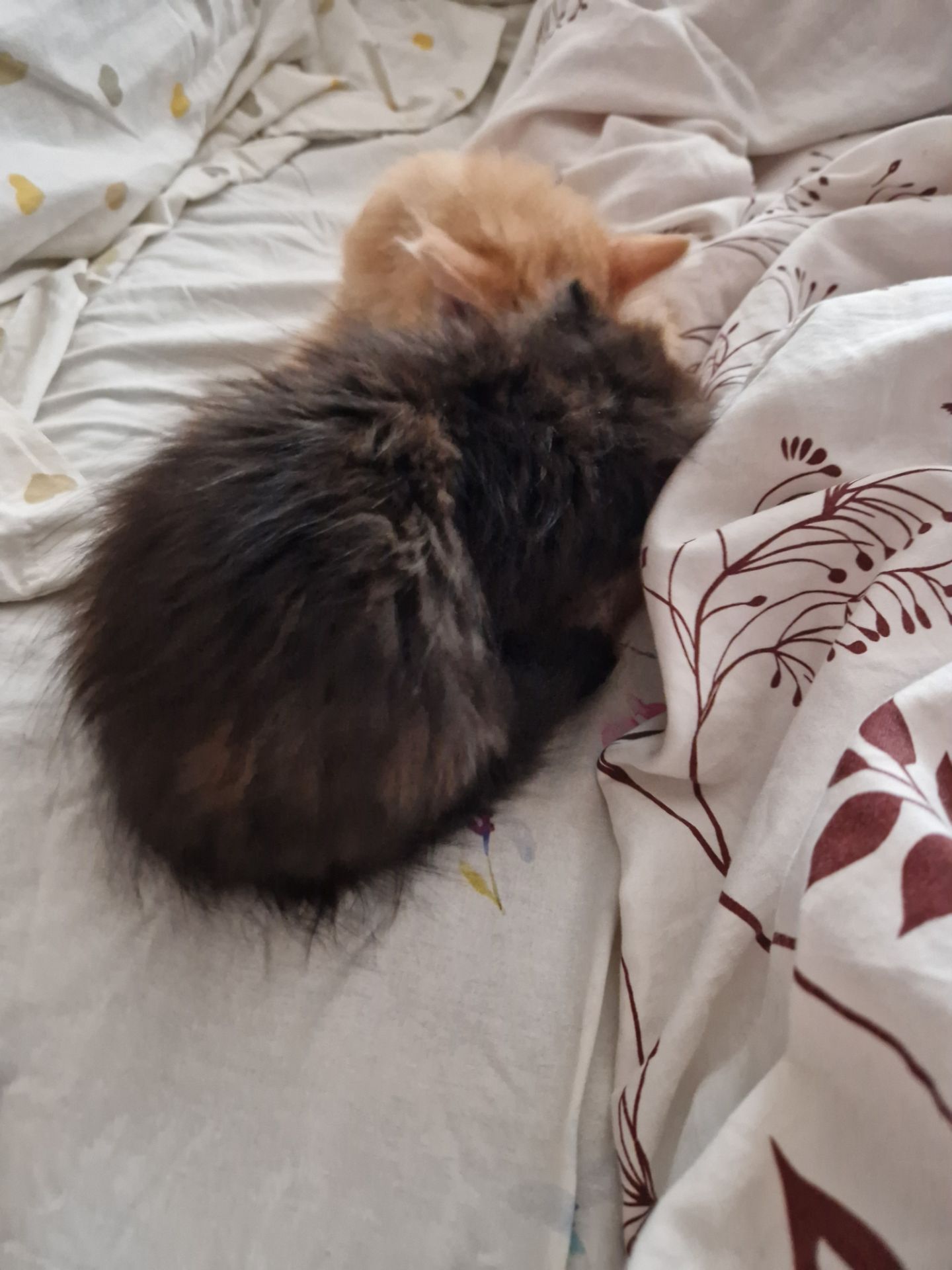 The house spirit cat