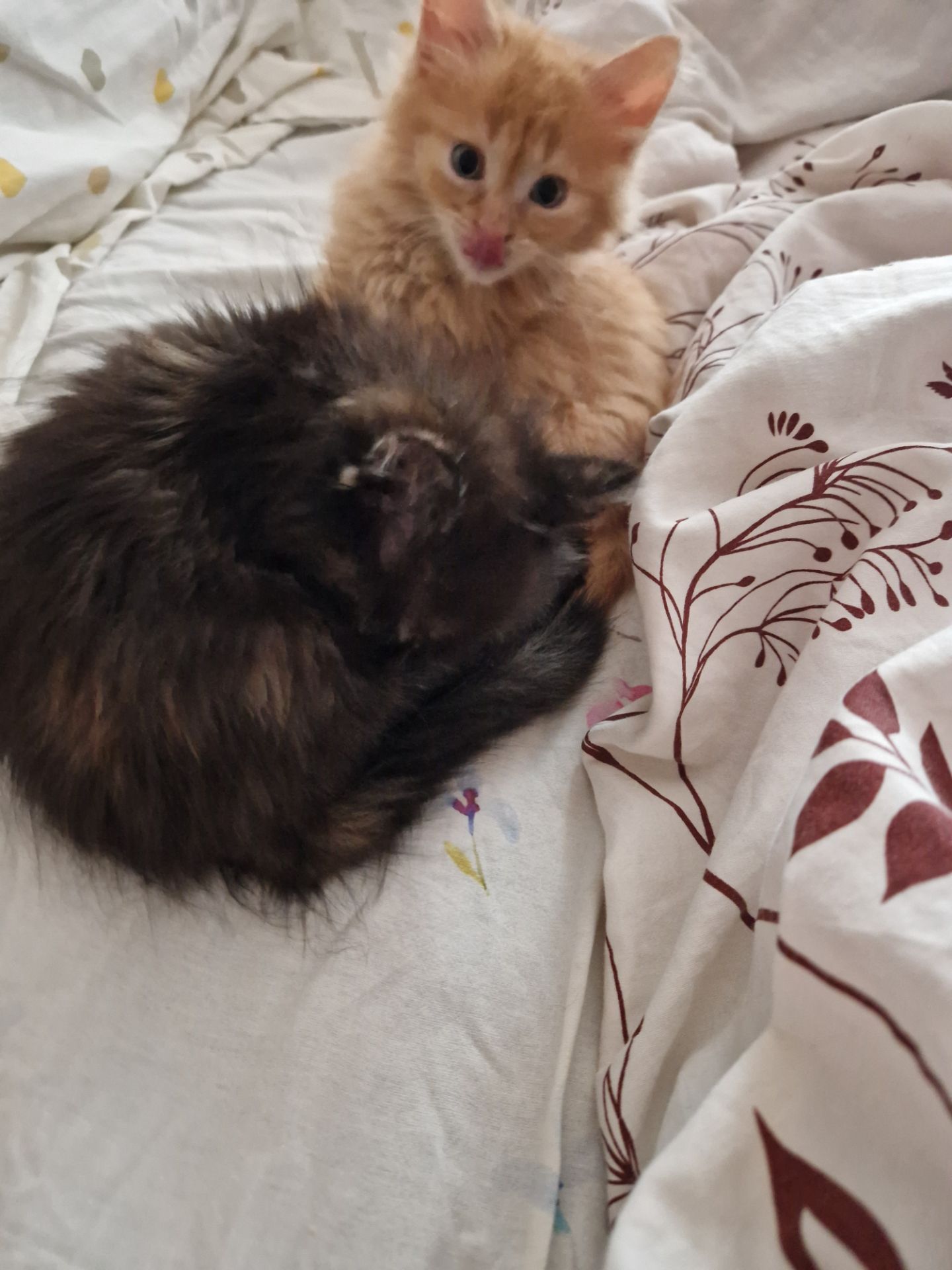 The house spirit cat