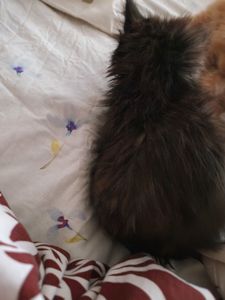 The house spirit cat