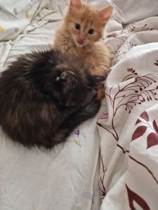 The house spirit cat