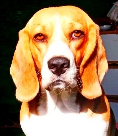 Бігль 4 роки. Тяжко хворий військовий прилаштовує