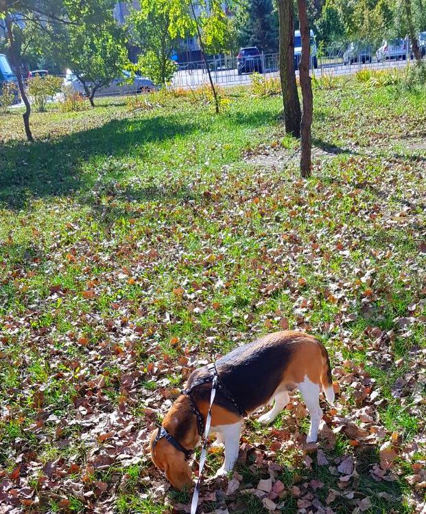 Бігль 4 роки. Тяжко хворий військовий прилаштовує