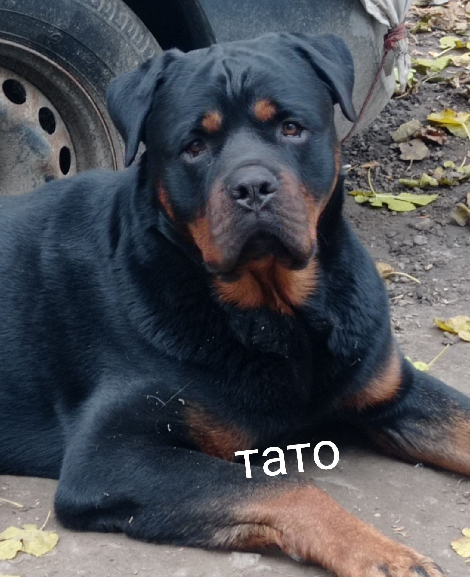 Щенки Ротвейлера