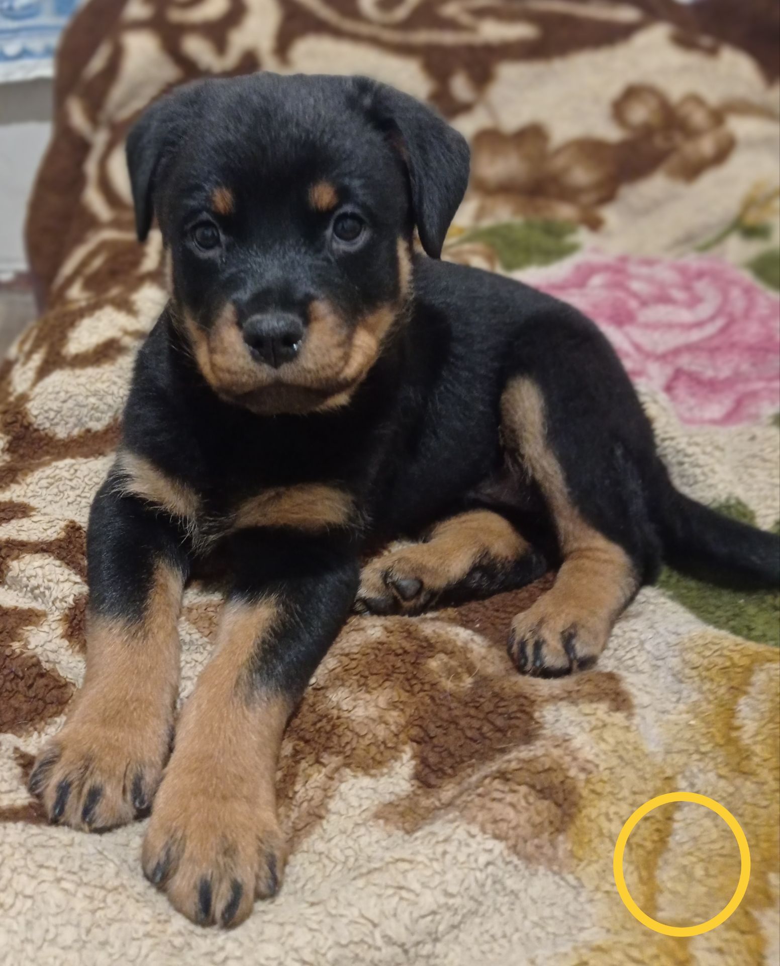 Щенки Ротвейлера