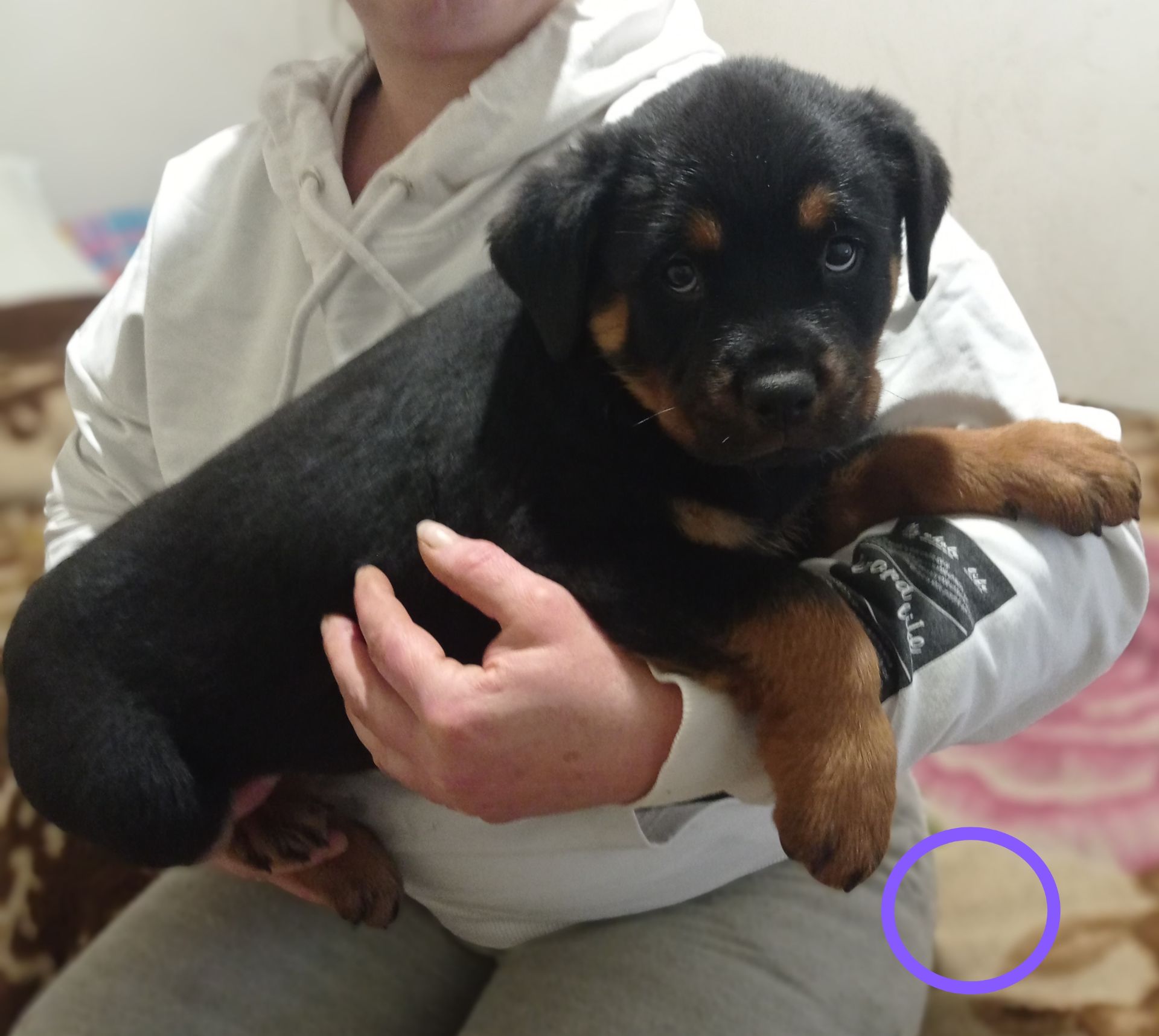 Щенки Ротвейлера