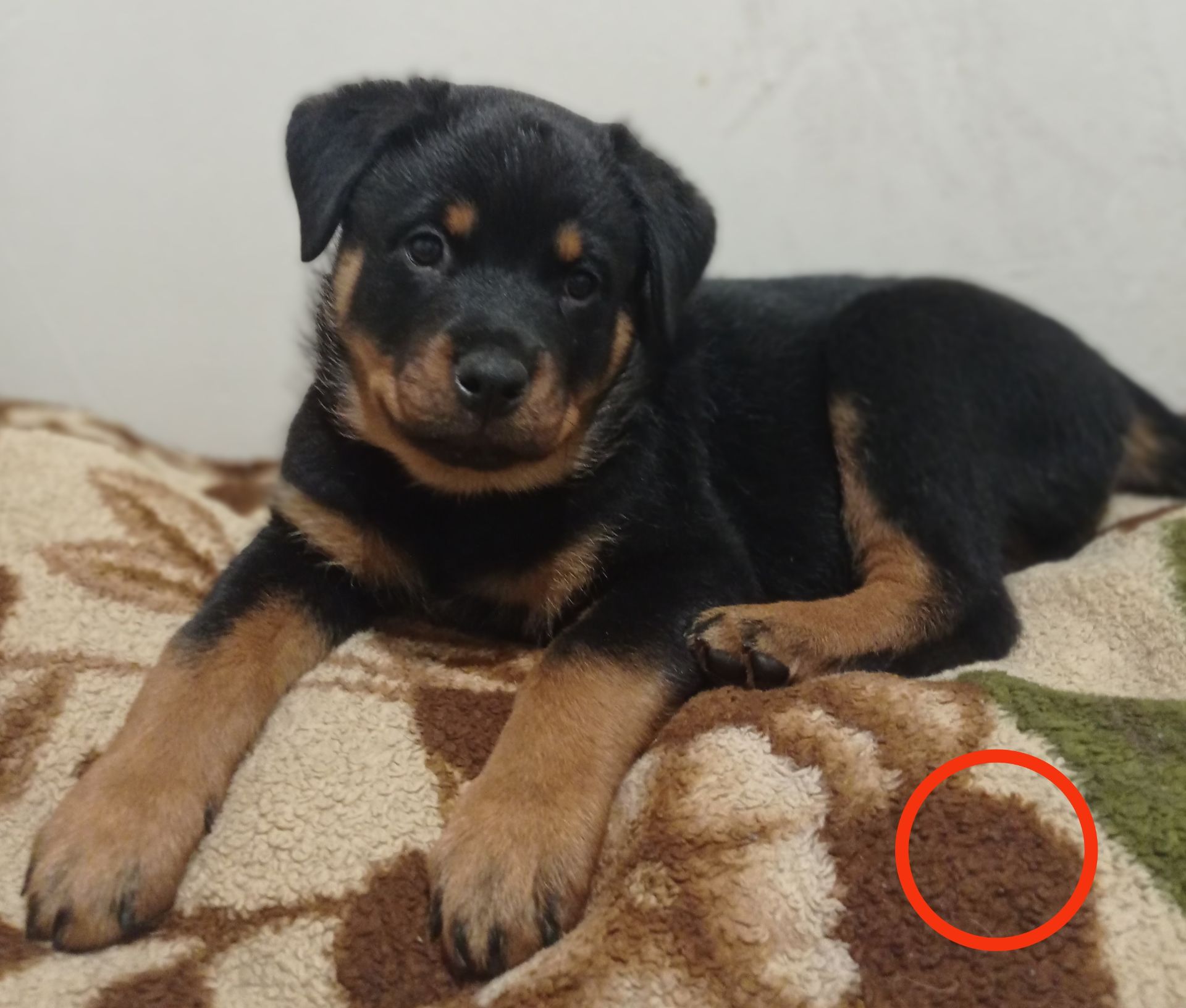 Щенки Ротвейлера