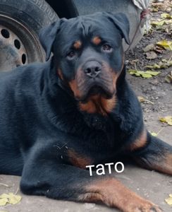 Щенки Ротвейлера