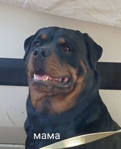 Щенки Ротвейлера