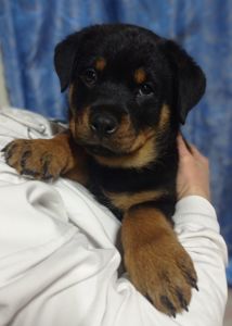 Щенки Ротвейлера