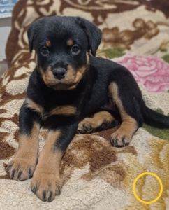 Щенки Ротвейлера