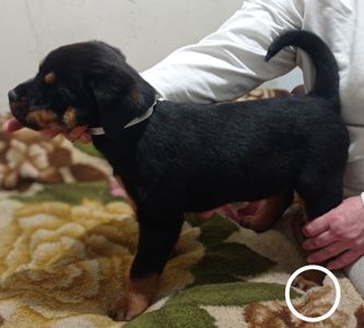 Щенки Ротвейлера