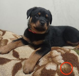 Щенки Ротвейлера