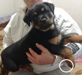 Щенки Ротвейлера