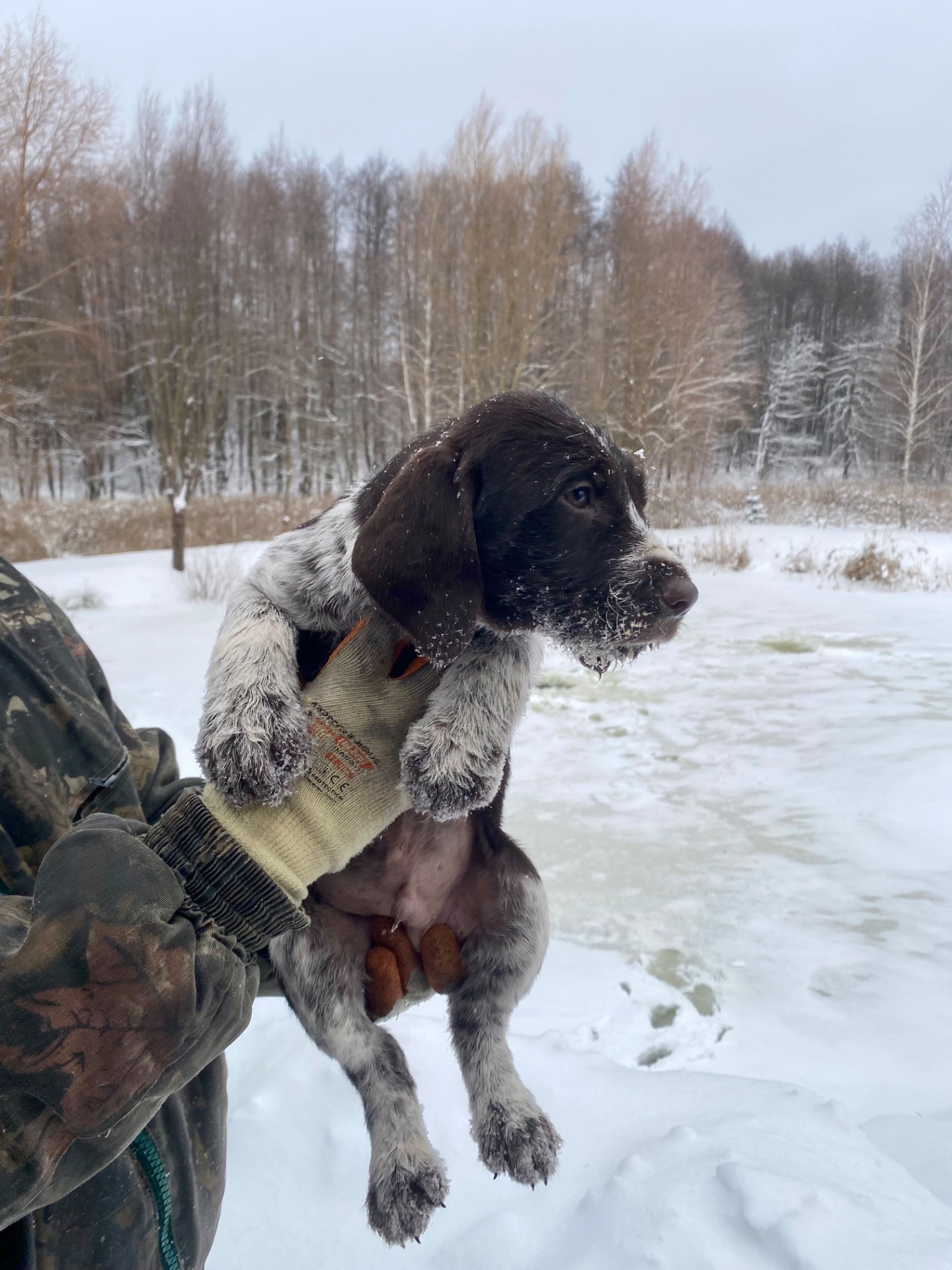 ДРААТХАР ЦУЦЕНЯТА