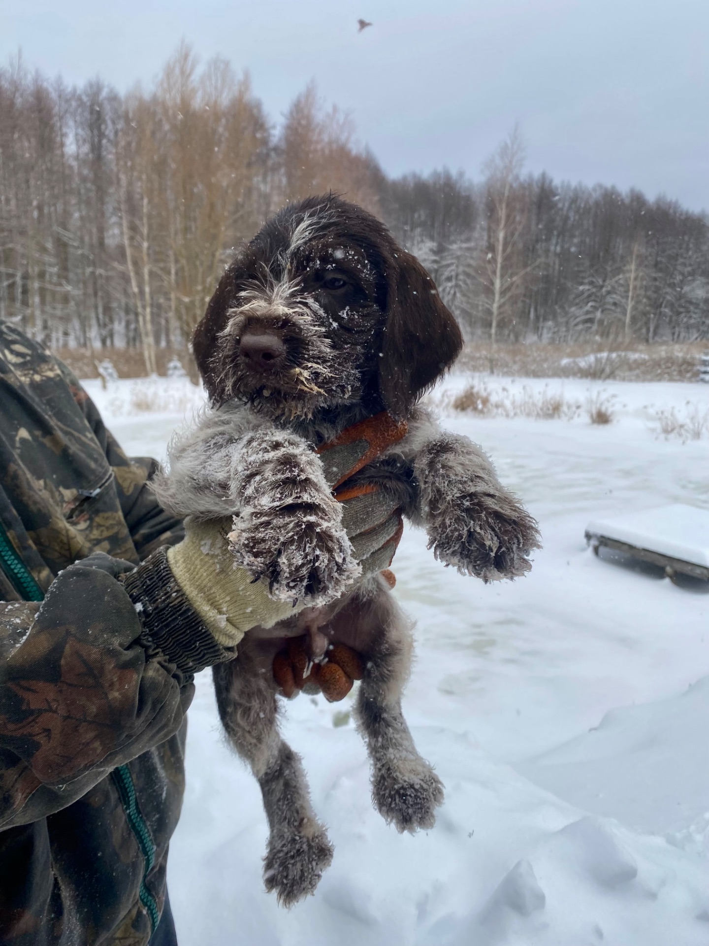 ДРААТХАР ЦУЦЕНЯТА