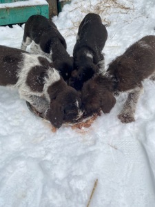 ДРААТХАР ЦУЦЕНЯТА