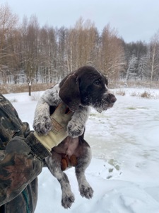 ДРААТХАР ЦУЦЕНЯТА