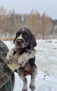 ДРААТХАР ЦУЦЕНЯТА