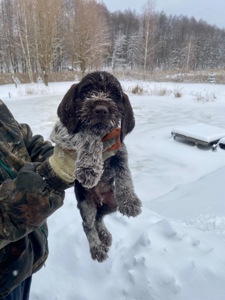 ДРААТХАР ЦУЦЕНЯТА