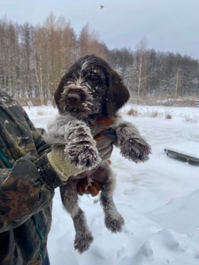 ДРААТХАР ЦУЦЕНЯТА