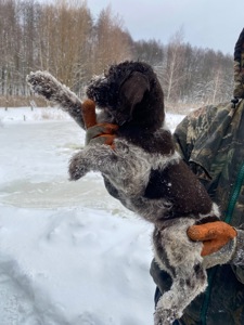 ДРААТХАР ЦУЦЕНЯТА