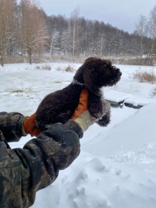 ДРААТХАР ЦУЦЕНЯТА