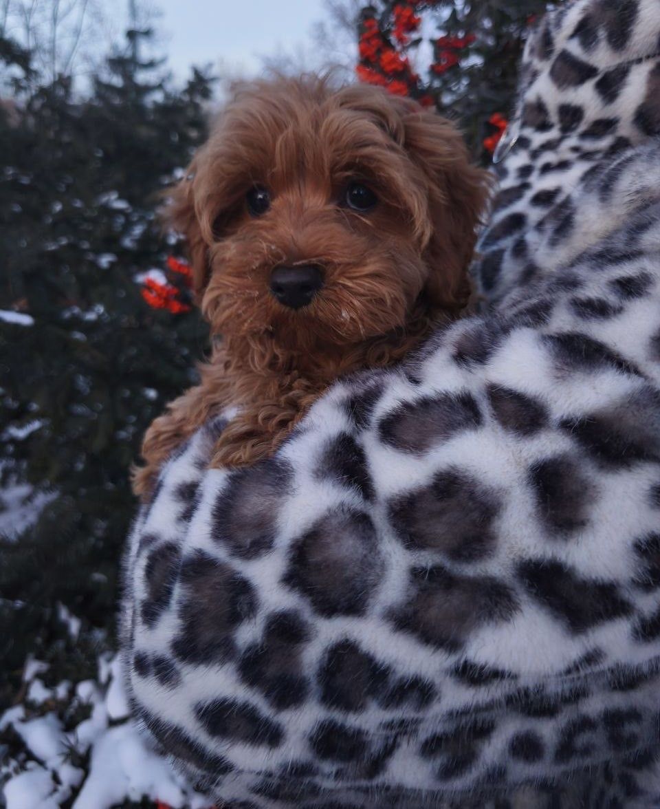 Мальтипу хлопчик