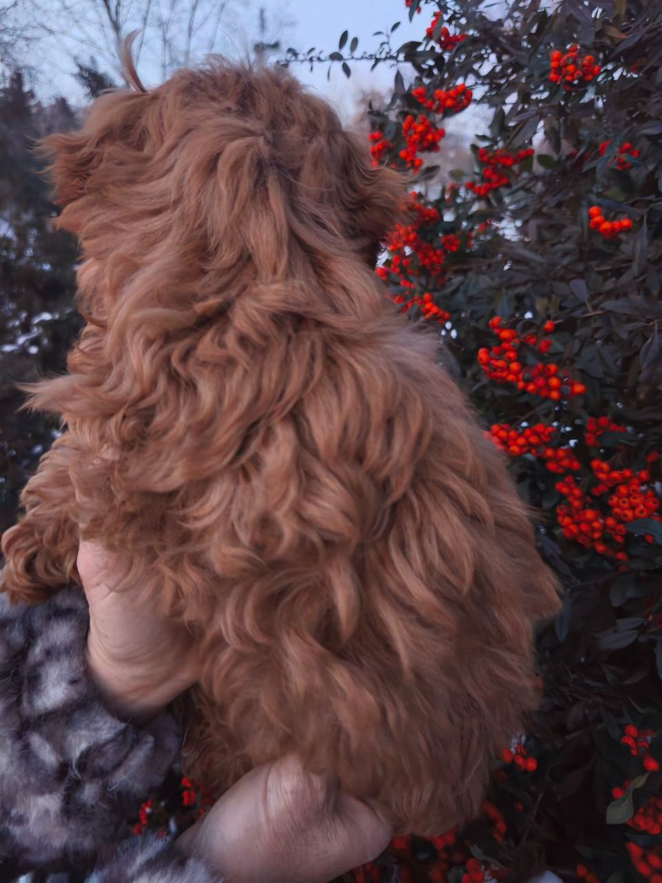 Мальтипу хлопчик