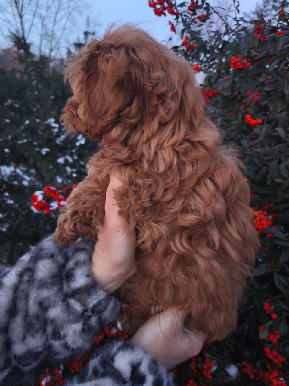 Мальтипу хлопчик