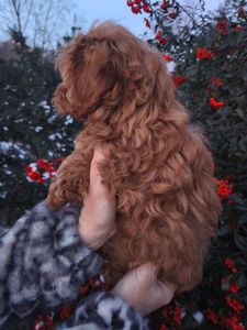 Мальтипу хлопчик